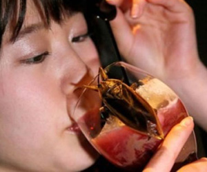 Uống dịch côn trùng mừng lễ tình nhân
