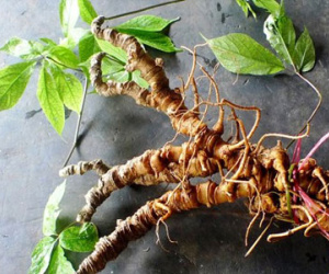 Việt Nam có sâm tốt nhất thế giới, "khắc tinh" của ung thư