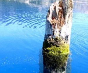 Khúc gỗ bí ẩn nổi trên mặt nước hàng trăm năm khiến giới khoa học bó tay