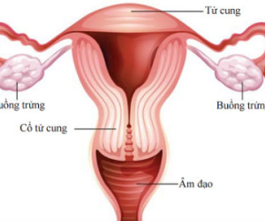3 bệnh ung thư bộ phận sinh dục phổ biến ở phụ nữ