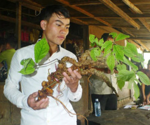 Củ sâm Ngọc Linh 100 tuổi: 4 đại gia chồng tiền tỷ không mua nổi