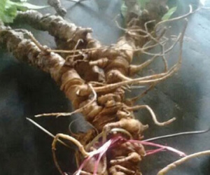 Củ sâm Ngọc Linh 100 tuổi: 4 đại gia chồng tiền tỷ không mua nổi