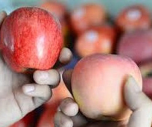 Tịch thu trái cây Trung Quốc rồi đem bán sung công quỹ