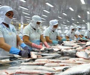 Cá tra Việt Nam bị phản ánh sai lệch trên sóng truyền hình Tây Ban Nha