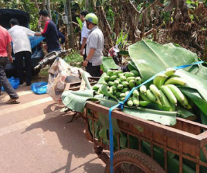 Chiến dịch cứu… chuối