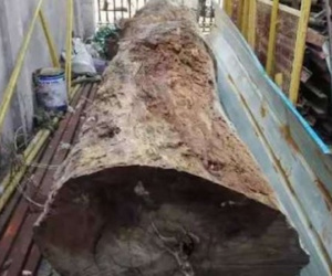 Trung Quốc: Mua cây gỗ “hàng chợ” 700 nghìn bán lại 5,5 tỉ