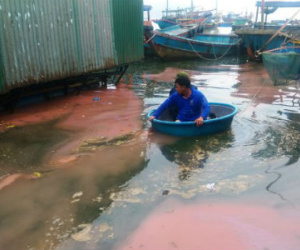 Viện Khoa học Công nghệ lấy mẫu nước đỏ ở Vũng Áng