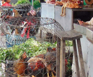 Gà chưa kiểm dịch đầy đường, mua bao nhiêu cũng có