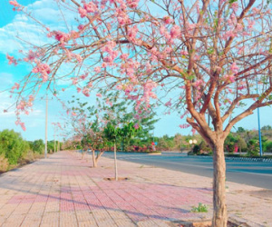 Con đường đỗ mai tuyệt đẹp ven biển Phan Thiết