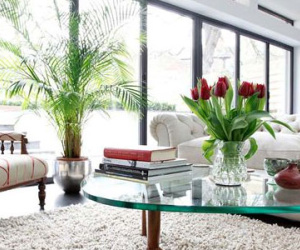 Cây cảnh phong thủy: Đặt ở vị trí nào trong nhà để “cầu gì được nấy”?