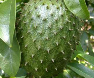 Mãng cầu xiêm có khả năng chữa ung thư?