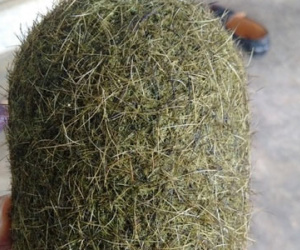 Phát hiện vật thể nghi "trư cát" nặng 1,1kg trong dạ dày lợn