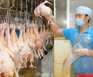 Người tiêu dùng không nên "quay lưng" với các sản phẩm gia cầm