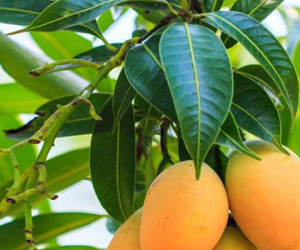 Lá xoài giúp đánh bay tiểu đường, sỏi thận
