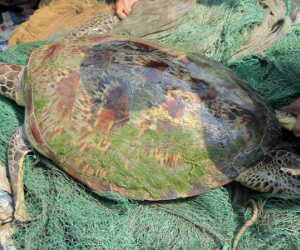 Kéo rách lưới để bắt rùa "khủng" nặng 60kg trên sông Lam