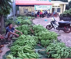 Khi thương lái Trung Quốc “bỏ bom”: Ế vì không có liên kết, làm theo phong trào