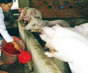 “Thủ phủ” heo điêu đứng vì thương lái Trung Quốc “bỏ bom”