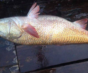 Nghệ An: Ngư dân bắt được cá 8kg nghi sủ vàng quý hiếm