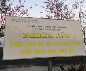 Vụ bẻ hoa anh đào ở Đà Lạt: Người bẻ hoa có bị xử phạt?