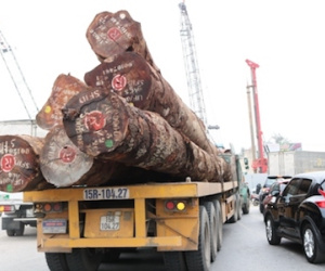 Xe chở gỗ phớt lờ lệnh cấm đường ở Hải Phòng
