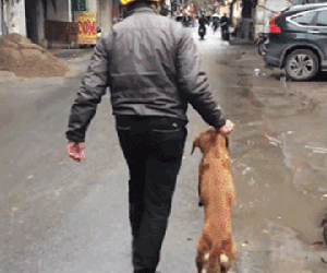Chú chó bị chủ túm cổ, dí đầu xuống nước vì tội bỏ trốn
