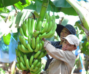 Chuối nhỉnh giá, nông dân Đồng Nai thoát lỗ