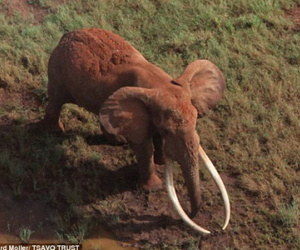 Voi có cặp ngà 1 tạ bị bắn chết ở Kenya