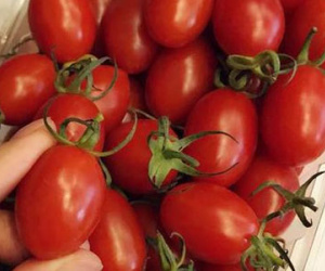 Cà chua bi nửa triệu, nhà giàu sốt bìa đậu phụ 10 ngàn