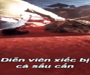 Vụ nam diễn viên xiếc bị cắn rách mặt: Cá sấu gây họa trong đêm diễn được đưa đến "đóng thế"