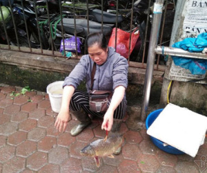 Chị hàng cá "dắt" cá đi bán: Tôi chỉ mong dẹp vỉa hè