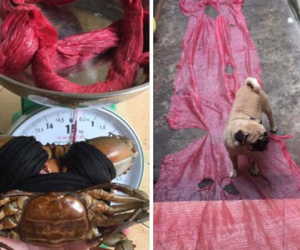 Đi chợ mua 1 cân cua, "tắt thở" với đống dây buộc 5 lạng trải ra to như... thảm đỏ