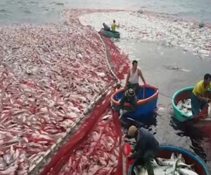 Ngư dân Quảng Trị đưa mẻ cá trị giá 5 tỷ đồng vào bờ
