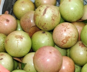 Vú sữa Lò Rèn mất mùa, rớt giá còn 5.000 đồng một kg