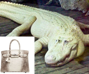 Sự thật về loài cá sấu bạch tạng làm nên chiếc túi Hermes Birkin đang được Ngọc Trinh và sao Việt ưa chuộng