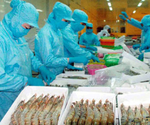 Xuất khẩu tôm "điêu đứng" vì lệnh cấm nhập khẩu của Úc