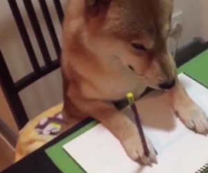 Nghĩ mình là người nên chú chó shiba đáng yêu chỉ thích cày phim và tô màu