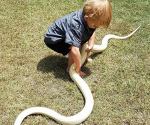 Úc: Bé 2 tuổi chưa biết nói đã biết bắt rắn, vật trăn