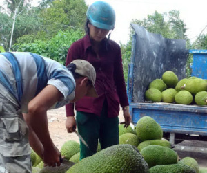 Giá mít Thái tăng gấp 10, nhà vườn đua trồng