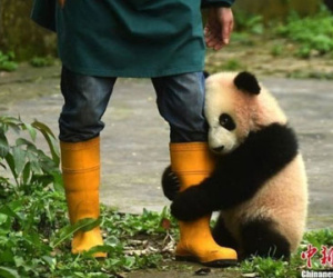 Gấu trúc ngượng nghịu ôm chân nhân viên sở thú