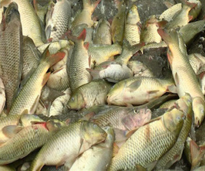 Cá chết hàng loạt ở Lào Cai do bục ống nước thải nhà máy phân bón