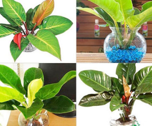 Mẹo phong thủy: Hãy tìm loại cây này để đặt trên ban thờ giúp tài lộc, may mắn ùn ùn kéo đến