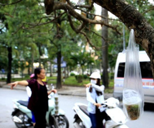 Trả vỉa hè, dân treo hàng lơ lửng cành cây kiếm sống