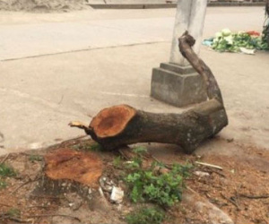 Yêu cầu xã báo cáo gấp việc hàng loạt cây xanh bị chặt sau đợt ra quân "đòi" vỉa hè