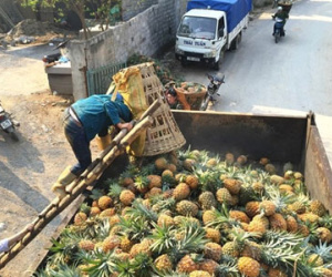 Thu mua dứa thối bất thường ở Lào Cai là để tiêu hủy