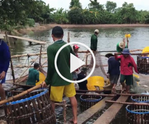 Clip: Đội bắt cá thuê ở miền Tây