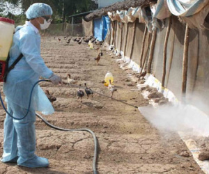 Việt Nam đối mặt 2 dịch cúm gia cầm gây chết người