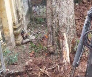 Bán "cụ" sưa 200 tuổi, chia tiền cho dân làng có phạm luật?