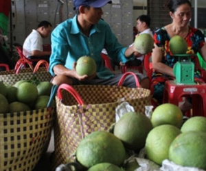 Bưởi da xanh giá cao, đối tác Trung Quốc vẫn "ăn hàng" mạnh