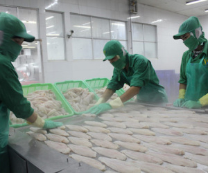Mỹ áp thuế chống bán phá giá mới với cá tra Việt Nam