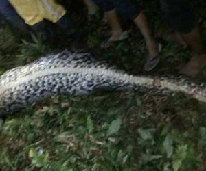 Rạch bụng mãng xà, tìm thấy thi thể người nguyên vẹn